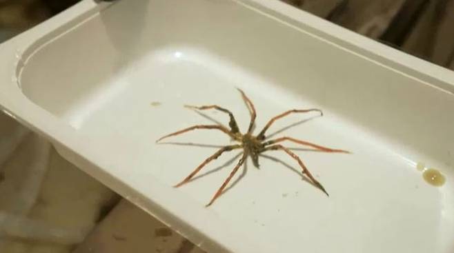 호주 해양학자들이 남극 해저를 탐사하던 중 그간 발견되지 않았던 독특한 해양 생물을 다수 포획했다. 사진은 육지의 거미보다 게에 가까운 '바다 거미'의 모습이다. /사진=호주 ABC뉴스 보도 영상