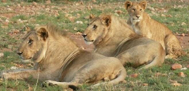 케냐 나이로비 국립공원 사자 자료사진./KWS