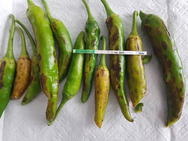 농작물 바이러스에 감염된 봉화고추/사진제공=경북 봉화군