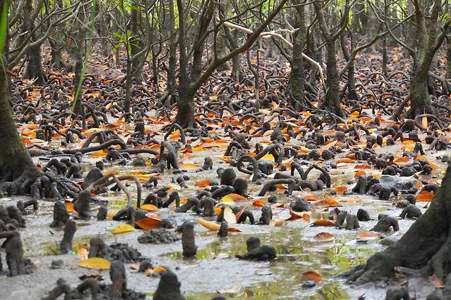 어린 맹글로브의 탄생