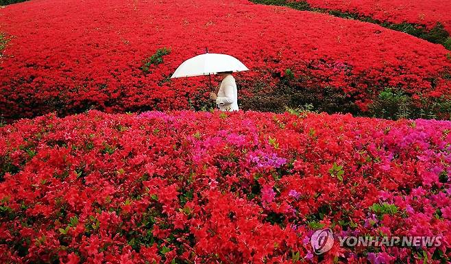 봄비 내리는 풍경 (수원=연합뉴스) 홍기원 기자 = 봄비가 내린 22일 경기도 수원시 팔달구 수월월드컵경기장 인근에서 우산을 쓴 시민이 활짝 핀 철쭉 사이를 지나고 있다. 2025.4.22 xanadu@yna.co.kr