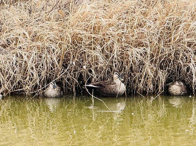 ▲ 인천 남동구 소래습지생태공원의 습지 육상부가 갈대로 뒤덮여 소수의 흰뺨검둥오리만이 휴식을 취하고 있다. /사진제공=인천환경운동연합