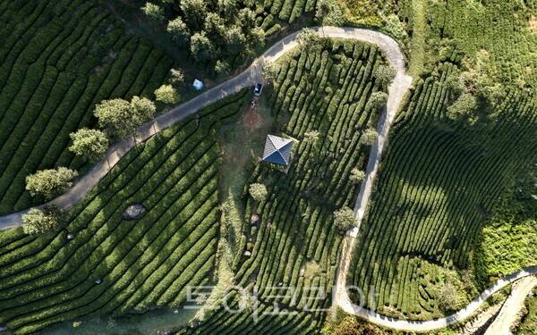 하동 정금차밭. /사진-경남도