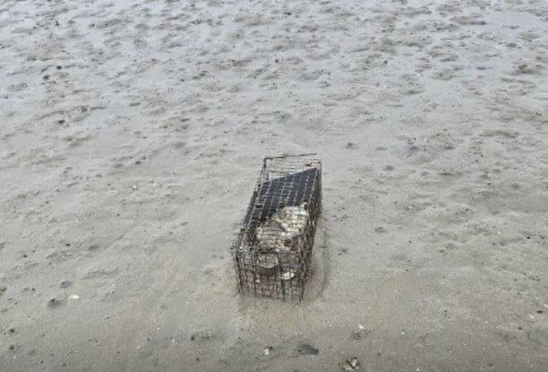 지난 22일 광양시 태인동 명당공원에서 숨진 채 발견된 고양이./'카라' 인스타그램