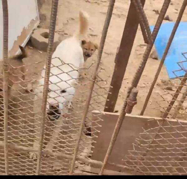 동물단체 사단법인 리본은 진주시 문산읍 한 야산에서 무허가 진돗개 번식장을 적발했다. 독자제공