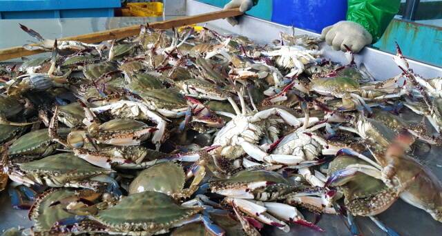 진도 앞 바다에서 잡은 꽃게. /진도군