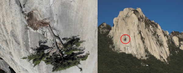 부러진 박쥐길 소나무와 부러지기 전의 모습.