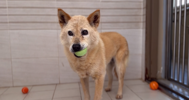장난감을 물고 노는 것을 즐기는 '진진이'의 모습. 하지만 이날은 그런 모습을 보기 힘들었다. 먹을 것을 받아먹으면서도 낯선 제작진을 경계하며 눈치를 보는 진진이. 동물자유연대 제공