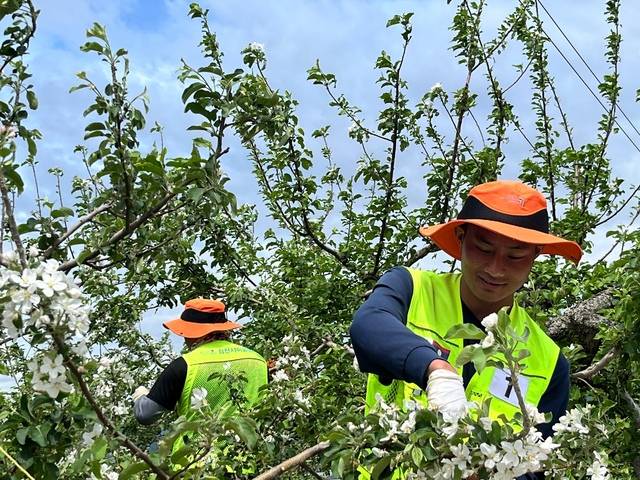 지난달 라오스에서 입국한 공공형 계절근로자들이 23일 경북 김천 아포읍 사과농과에서 사과꽃을 솎아내는 ‘적화’ 작업을 하고 있다.
