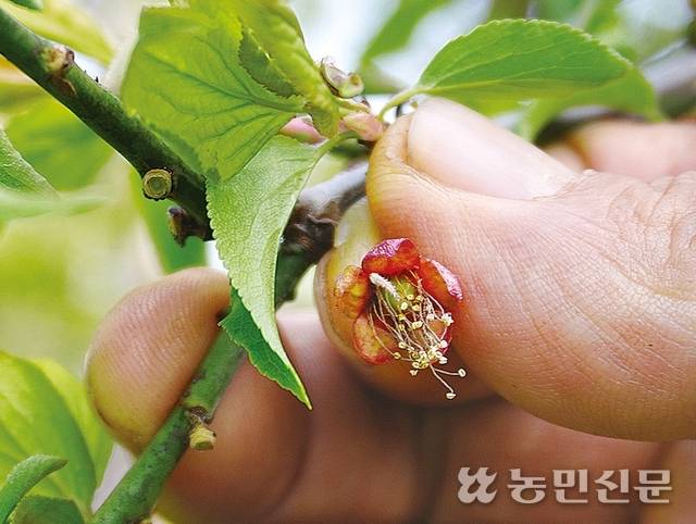 전남 광양의 한 매실농장은 저온으로 꽃봉오리가 시드는 피해를 봤다.