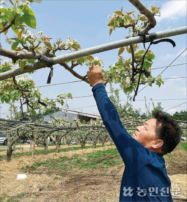 전남 나주에 있는 김종일씨의 배 과수원은 3월말 아침 최저기온이 영하권으로 떨어지면서 저온피해를 봤다.