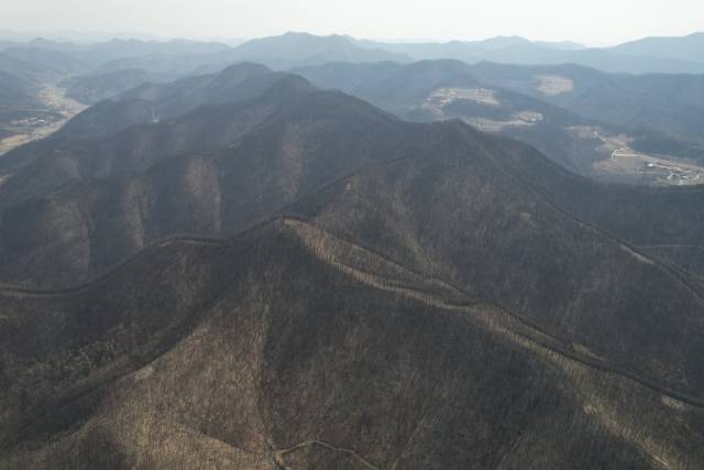 9일 경북 의성군 산에 있는 나무들이 산불로 까맣게 탔다. 사진제공=녹색연합