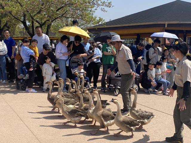농협안성팜랜드의 하이라이트인 ‘가축퍼레이드’에서 거위가 뒤뚱뒤뚱 걷고 있다.