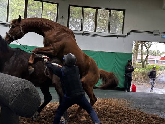 지난달 27일 제주목장 최고가인 40억대 씨수말인 ‘섀클포드’가 교배 지원에 나서고 있는 모습. 최충일 기자