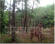 전남 영광 안마도 '꽃사슴'. 사진=환경부