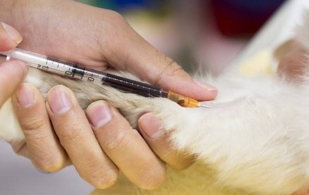 동불병원에서 피검사를 받고 있는 반려동물. /사진=게티이미지뱅크