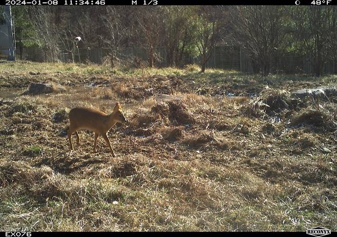 This photo provided by the Korea Expressway Corporation shows a water deer. (Yonhap)
