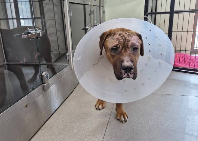 (사진=‘휴메인 월드 포 애니멀즈’ 제공)