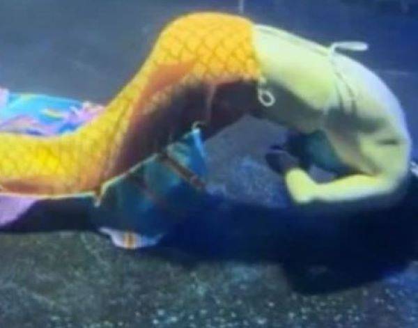 저혈당으로 공연 중 의식을 잃은 쇼다이버의 모습/사진=노중신보