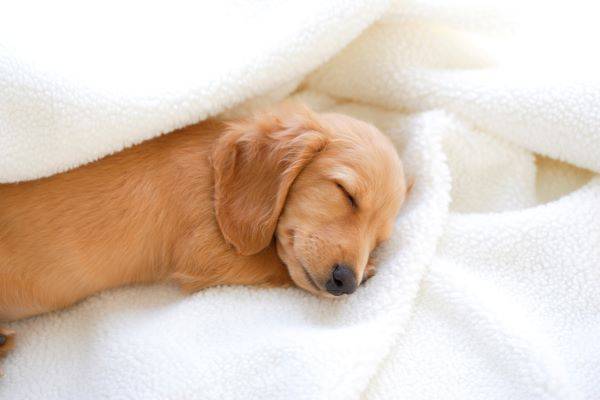 강아지도 사람처럼 잠을 잘 때 꿈을 꾼다./사진=클립아트코리아