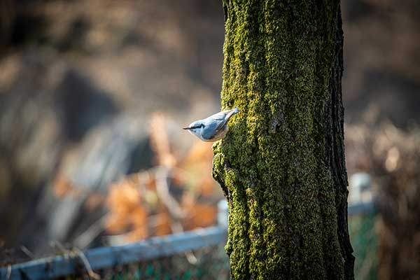 산행 내내 많은 새들을 보았다. 이끼 낀 나무에 잠시 앉아 있다 날아간 동고비다.