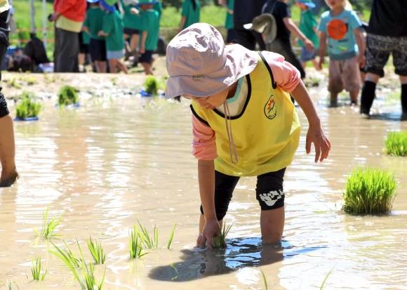 아이가 안양천 도시농업체험장에서 모내기 체험을 하고 있다. 금천구 제공