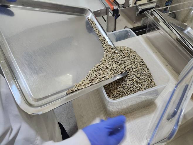 발달장애인 직원 각자 손으로 일일이 생두를 선별한 뒤 상자에 담고 있다.