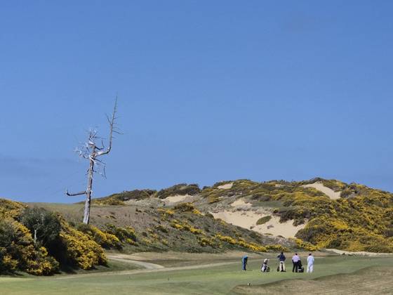 밴든 듄스 골프 리조트 올드 맥도널드 코스의 상징인 고스트 트리. 성호준 기자