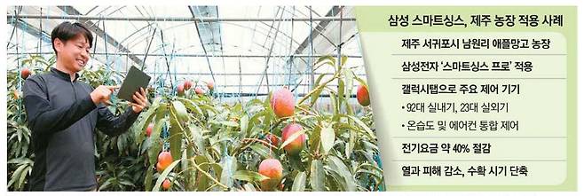 지난달 30일 제주 서귀포시에 있는 망고 농장에서 농장주가 갤럭시 탭으로 하우스별 온도·습도와 에어컨 작동 상태를 확인하고 있다.