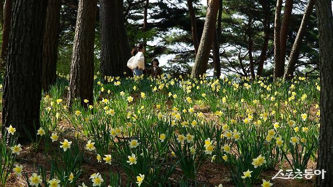 서산 유기방가옥의 명물인 수선화꽃밭. 매년 봄이면 고택 뒷편 6만6116㎡(약 2만 평)에 달하는 구릉에 걸쳐 수선화가 만개하며 노란 꽃바다를 이룬다 충남|김재범 기자 oldfield@donga.com
