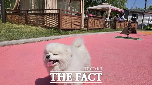 포메라니안 복숭이(2)가 4월 29일 마포구 반려동물 캠핑장을 뛰어논 후 잠시 쉬고 있다. 복숭이 뒤로 보이는 캠핑 데크와 텐트는 하루 1만원으로 이용 가능하다. 미리 예약은 필수다. /설상미 기자