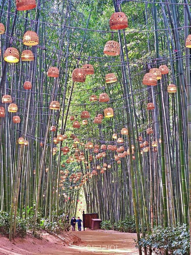 담양대나무축제 / 사진-담양군