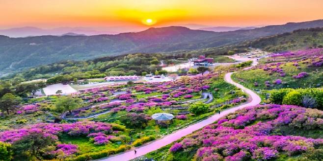 5월 1~11일 열리는 경남 산청 황매산 철쭉제(사진=행정안전부 제공)