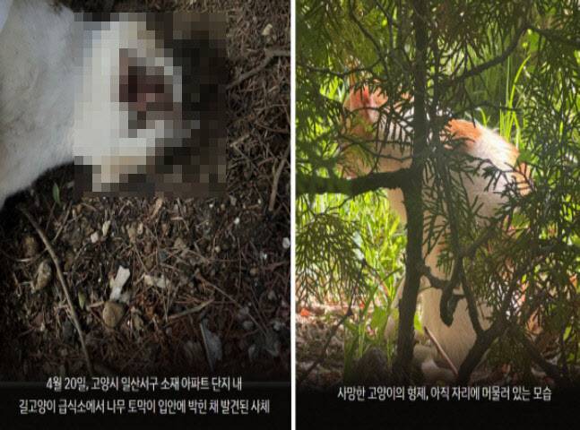 동물자유연대는 지난달 22일, 고양시 일산서구 소재 아파트 단지 내 화단 길고양이 급식소에서 평소 밥을 챙겨주고 사람을 잘 따르던 고양이 한 마리가 끔찍하게 사망한 채 발견되었다는 제보를 받아 관할 경찰서에 고발장을 접수했다. (사진=동물자유연대)