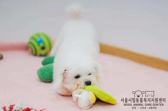 작은 체구지만 에너지가 넘치는 랏따(센터 제공) ⓒ 뉴스1