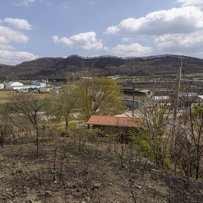 지난 3월25일 경북 의성에서 넘어온 산불이 안동시 일직면 조탑마을로 옮겨붙었다. 고 권정생 작가의 생가 오두막(주황색 지붕)은 무사했으나 뒤편 ‘빌뱅이 언덕’은 불에 탔다. 작가가 저녁마다 올라가 노을 보길 좋아했던 언덕엔 2007년 그의 유해가 뿌려졌다. 김진수 선임기자 jsk@hani.co.kr