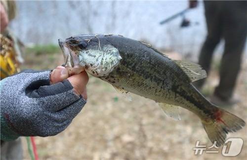 보은 삼가저수지서 잡아올린 큰입배스 (속리산사무소 제공. 재판매 및 DB금지) /뉴스1