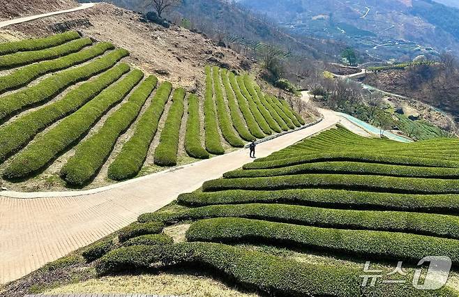 계단식 차밭과 지리산 능선이 함께 어우러진 정림다원 ⓒ News1 윤슬빈 기자