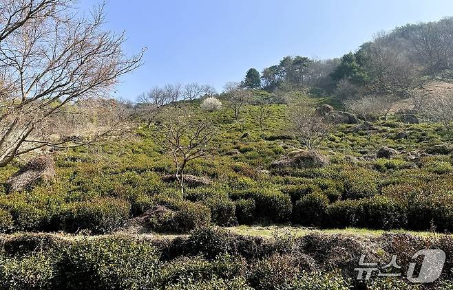 깊은 골짜기 비탈에 듬성듬성, 미로와 같이 형성된 백 년 암차 밭인 만수 다원 ⓒ News1 윤슬빈 기자