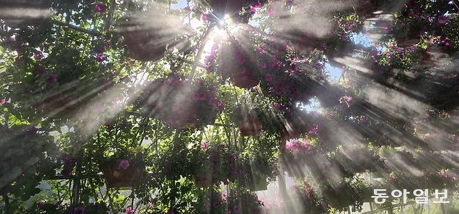 아침 햇살과 수증기가 어우러진 꽃 터널. 고양=김선미 기자 kimsunmi@donga.com