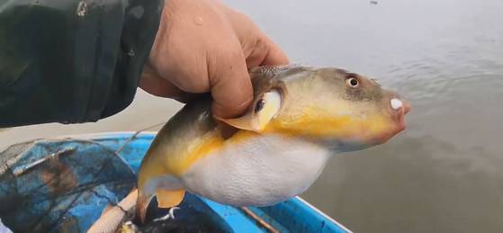 지난 2일 경기도 파주시 적성면 임진강에서 어부 박우군씨가 그물로 잡은 황복. 사진 박우군씨