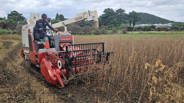 콤바인을 이용해 참깨 '하니올'을 수확하는 모습.