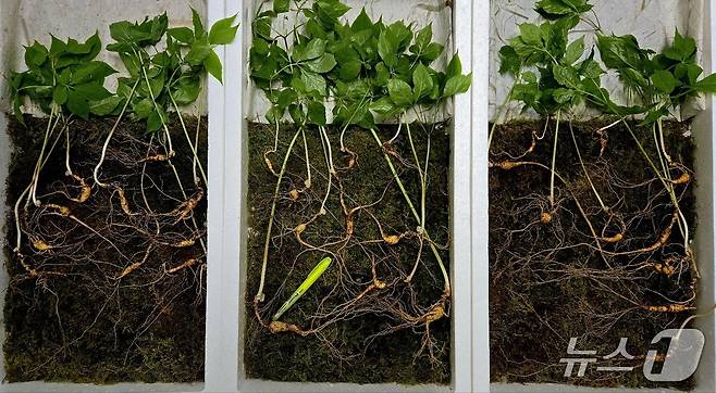 발견된 천종산삼(한국전통심마니협회 제공. 재판매 및 DB금지).