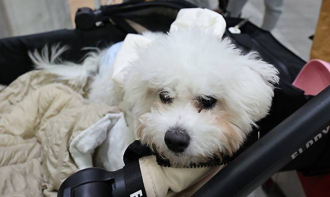 반려견이 유모차에서 쉬고 있다. 뉴시스