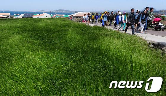 제주 관광객들이 서귀포시 가파도 청보리길을 걸으며 즐거운 시간을 보내고 있다.