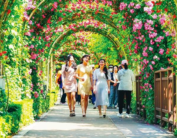 지난해 300만 명 이상 방문한 중랑 서울장미축제는 올해도 장미터널을 중심으로 장미 228종 31만 주를 만나볼 수 있고 다채로운 공연과 체험, 전시도 즐길 수 있다. 중랑구 제공