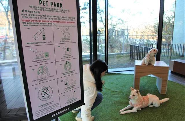 스타벅스 경기 남양주 더북한강R점 1층 반려동물 전용 공간. 스타벅스코리아 제공