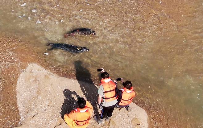 국립수산과학원 고래연구소가 지난해 충남 서산·태안 가로림만에서 구조한 점박이물범 두 마리를 방류했다. 충남도 제공