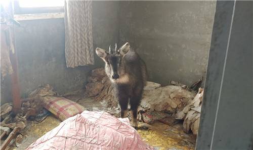 지난해 2월 폭설을 피해 강원 속초시 설악동 한 폐건물에 들어갔다가 고립돼 구조된 암컷 산양. 사진 제공=국립공원공단