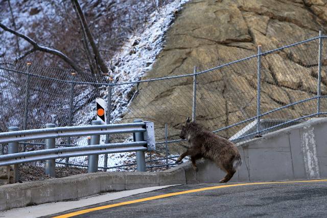 한계령 도로변 광역울타리 주변에서 산양 한 마리가 탈출구를 찾느라 애를 쓰고 있다. 연합뉴스